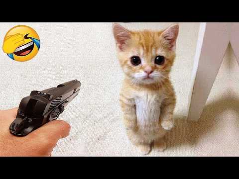 Funniest Cats and Dogs Clips 2026😸🐶You Won’t Stop Laughing😂 Part 1
