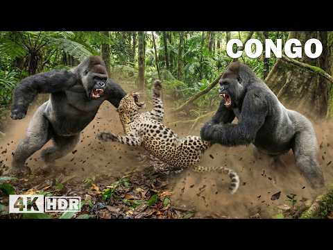 WILD CONGO | The Legend of King Kong and the Most Dangerous Predators | Nature Animal Documentary