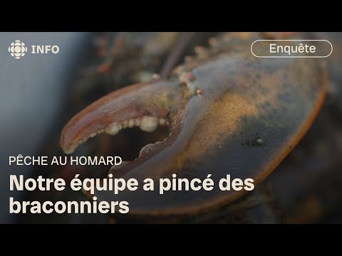 Investigation goes undercover in the black market for lobster