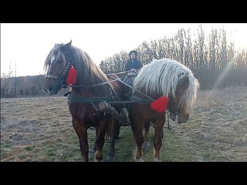 🔥🐎 Stallions RAMZES and RUBIN🐎🔥 trial with purchase))