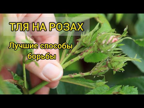 Тля на розах. Лучшие методы борьбы с вредителем