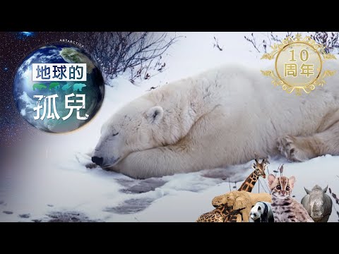 地球的孤兒~熊的國度，北極熊世紀末滅絕倒數 Orphans of the Earth/ The Extinction of Polar Bears【全集】｜白心儀