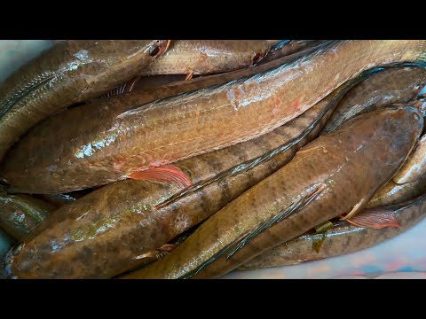 Cắm Câu Vùng Biên Giới Gặp Cao Thủ Hạ Gục Cá Lóc Khủng 