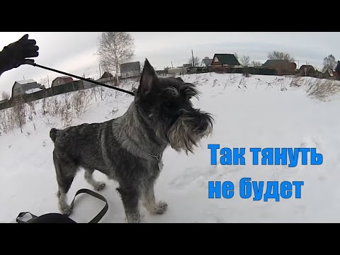 Если собака тянет, сделай так и гуляй в удовольствие.