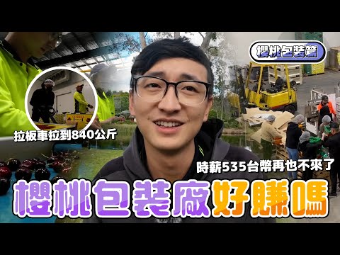 [2022]澳洲打工度假：櫻桃🍒包裝廠｜澳洲時薪$26.73｜男生女生工作的分別｜我還會再來時薪包裝廠嗎！？😂｜Working in Australia 🇦🇺