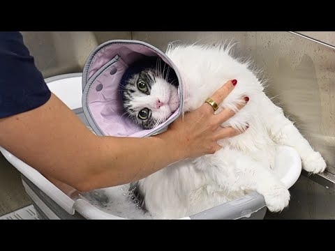 This Domestic Longhair Cat Really Cracked Me the Hell Up ๐