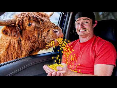 World's SMARTEST Animals