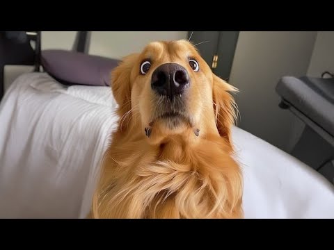I Wanted a Dog, But God Gave Me a Comedian! 😂 Funny Golden Retriever Dogs Ever
