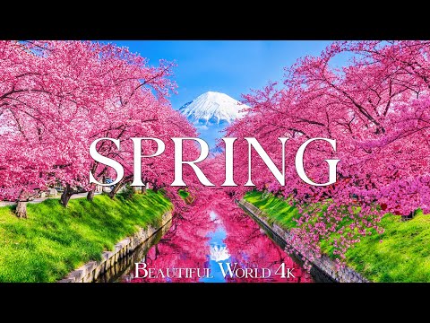 Golden Morning of Spring 4K Peace in Petals and Relaxing Nature - Relaxing Piano Music