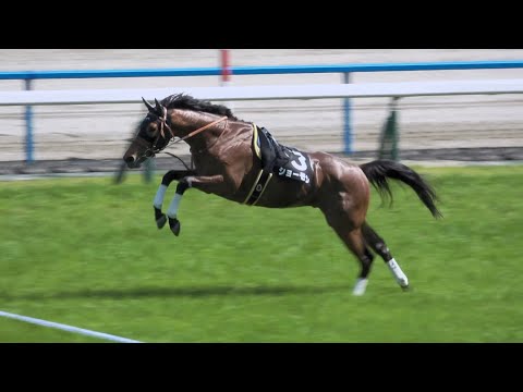 【放馬】フライングでゲートをこじ開け 4周走り華麗なジャンプを見せるなど自分の適性を観客へアピールする③ショーモン 現地映像