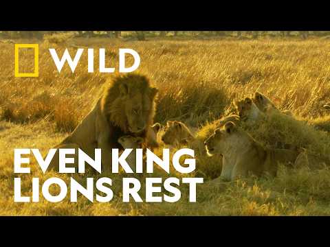 Why Even Lions Need Time to Play | Big Cat Planet | National Geographic WILD UK