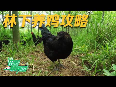 这种黑凤鸡的价格竟是普通鸡的好几倍！高价鸡的背后到底有什么特殊的养殖技巧？看专家手把手教你如何林下养鸡！丨「田园帮帮团」20230612