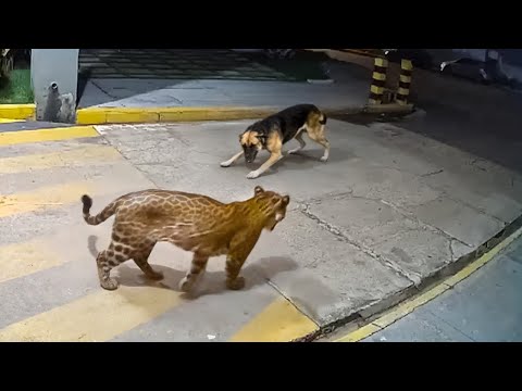When Animals Messed with the Wrong Opponent