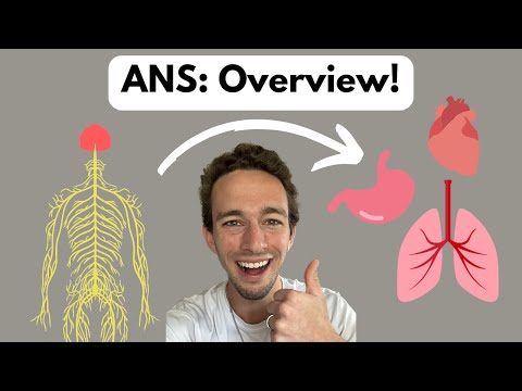Autonomic Nervous System: Comprehensive Overview!
