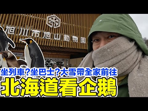 企鵝在面前&超美雪景！出發北海道旭山動物園！坐巴士跟坐列車有什麼差？出發前一定要做好的準備？ | 羅卡Rocca