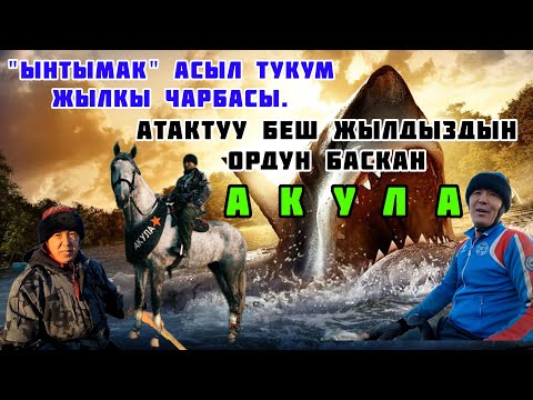 Саяпкердин Улактагы бир күнү. Лейлек Улак (27-11-22)