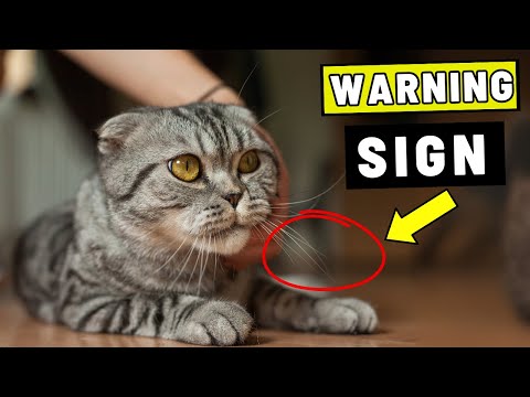 7 Signs Your Cat Doesn’t Love You