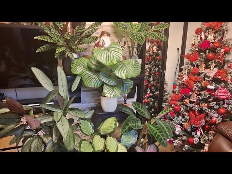 🍀 A BIG REVIEW OF MARANTH PLANT (calathea, maranta, etc.) TOP of the most unpretentious, my care ...