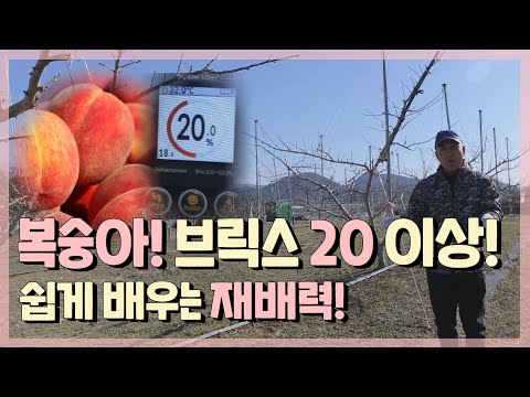 복숭아 재배 관리 이렇게 해서 당도 높은 복숭아 완판 EP. 338