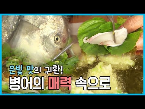 [어영차바다야] 은빛 여왕의 귀환! 맛의 지존, 병어!