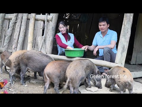 Mai and Robert went up the mountain and prepared to move the pigs back home. Green forest life