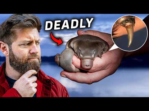 5 Cute Animals That Will Kill You