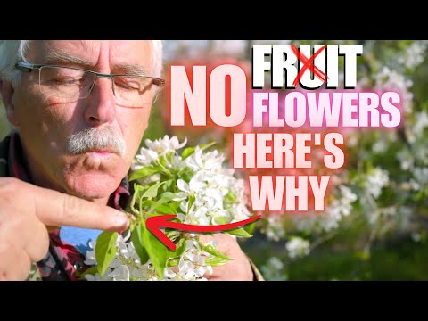 THIS is (probably) WHY your Fruit Tree isn’t PRODUCING FRUIT/FLOWERS