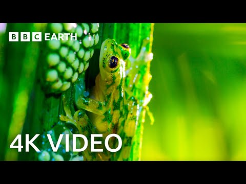 Breathtaking Nature in 4K | BBC Earth