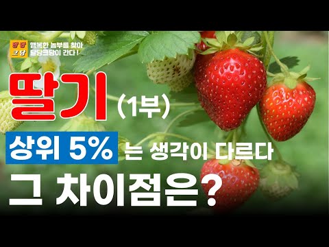 Strawberry Master Strawberry Cultivation Farming Master Strawberry Farming (Part 1) Top 5% Thoughts