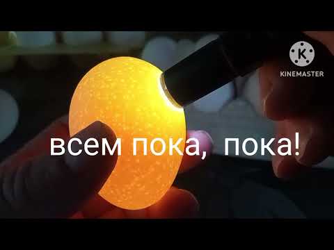 Секрет в яйце. определение по яйцу курочка или петушок. #курица #куры #курятник #яйцо #курынесушки