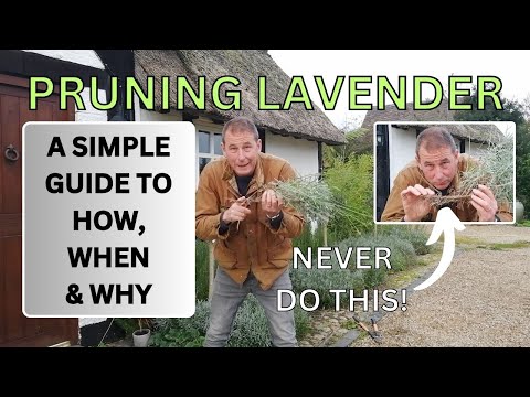How to Prune Lavender, When to Prune Lavender and Why Prune Lavender.