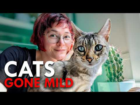 Did Cats Actually Domesticate Us?