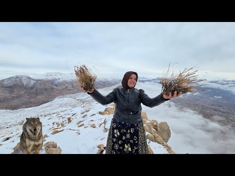 🥶🏔️Kulthum's Dangerous Mission: ❄️🌿 Searching for a Life-Saving Medicine in the Mountain Snows