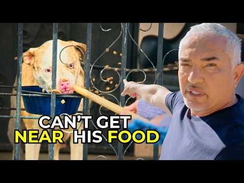 How Cesar Millan Stops a Guard Dog From Attacking His Family | Better Human Better Dog – S 2 - Ep 2