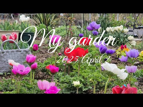 ♧제주귀촌 라이프 #제주도 #정원 ☆심술난 봄날씨 ☆사월의 정원소식 ☆사월이 가기 전 피는 꽃