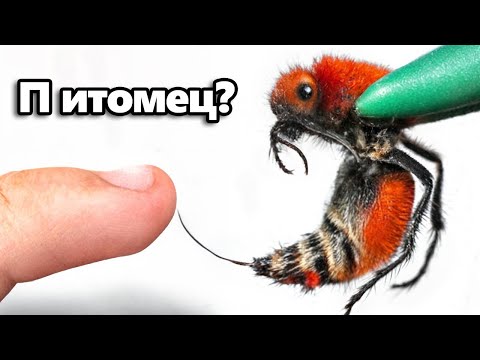 Я Завёл Питомца Убийцу Коров (самый болезненный укус)