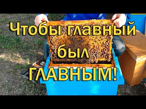 Главный взяток. Подготовка.