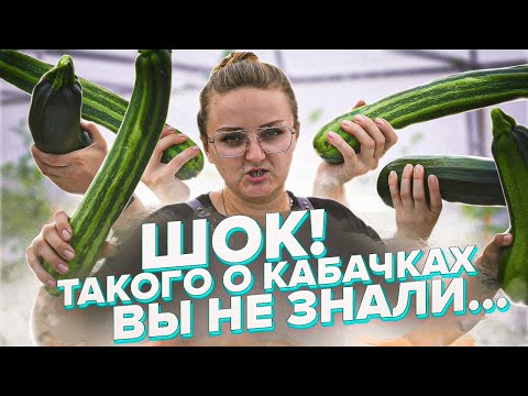 КАБАЧКИ. ЦУККИНИ. БЕЛОПЛОДНЫЕ. В ЧЕМ РАЗНИЦА? КАКИЕ НЕ ПОРАЗИТ МУЧНИСТАЯ РОСА? ВСЕ О КАБАЧКАХ