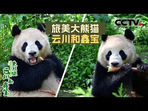 大熊猫“云川” “鑫宝”启程赴美 开启新一轮中美大熊猫保护合作！《大熊猫云川和鑫宝》【CCTV纪录】