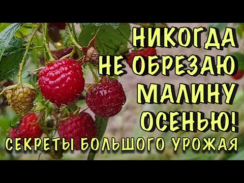 СЕНТЯБРЬ, а ВСЁ В ЯГОДАХ! Ремонтантная малина. СЕКРЕТЫ обрезки и ОБИЛЬНОГО урожая ДАЖЕ ОСЕНЬЮ