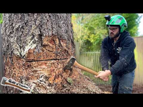 Removing A Huge 40' Fir with a CRAZY BIG stump!! Backyard Fir Removal!