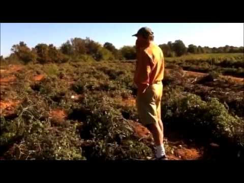 El sueño se vuelve realidad, un día sin mexicanos en Alabama