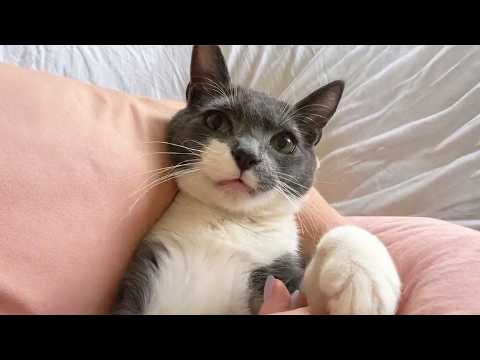 Nobody Wanted This Cat — Until My Husband Held Him Once