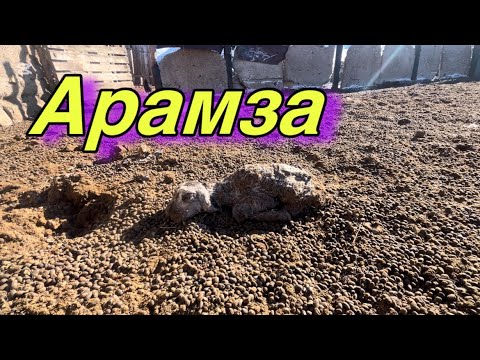 Қой бағу, жер бағу, қыстаудағы тіршілік!