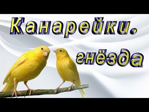 Канарейки.  Ежедневный уход и содержание