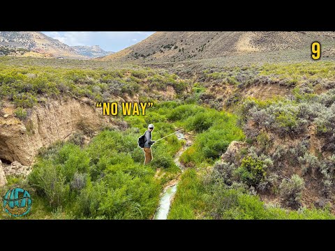 These Fish Shouldn't be Here... The SMALLEST Creek I've Ever Fished!