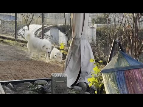 불쌍한 어미개 구조 후.. 목줄을 풀고 도망쳤지만 결국 돌아와서 새끼개와 만나 부르르 떠네요