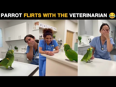 🦜Parrot Flirts With the Veterinarian | Realistic Clinic Scene 😂💚 | Funny Parrot Video 2025