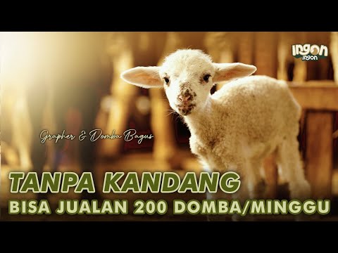 TANPA KANDANG! Bisa Jual 200 Ekor Domba Perminggu - Omset Ratusan Juta!