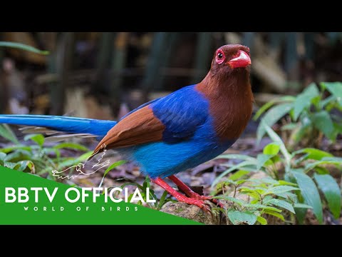 30 Most Colorful Birds In The World | Wildlife Documentary | BBTV Official